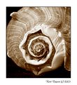 Picture Title - Shell 2