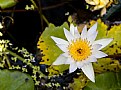 Picture Title - Lily flower in bloom