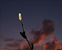 Picture Title - Evening Pussywillow