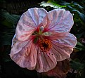 Picture Title - Pink Hibiscus - 2006
