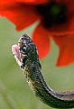 Picture Title - The Snake and the Poppy