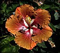 Picture Title - Brownish Hibiscus - 2006