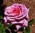 Pink Rose - 2006