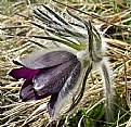 Picture Title - Pulsatilla Montana