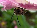 Picture Title - long horn bee upside down