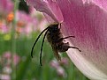 Picture Title - long horn bee