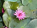 Picture Title - Lotus flower 