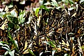 Picture Title - swallowtail convention