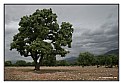 Picture Title - Tree in the Wind