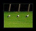 Picture Title - three stork