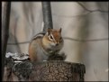 Picture Title - Chipmunk