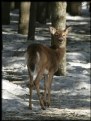 Picture Title - Bambi