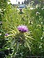 Picture Title - Magenta Flower