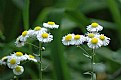 Picture Title - Little White Flowers