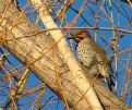 Picture Title - Northern Flicker