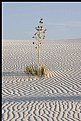 Picture Title - Yucca at White Sands NM