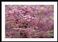 Picture Title - cherry blossom