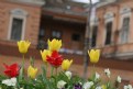 Picture Title - Spring in Sibiu