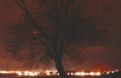 Picture Title - Night Tree