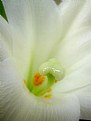 Picture Title - Easter Lilly