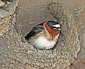 Picture Title - Cliff Swallow