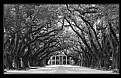 Picture Title - ..oak alley..