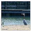 Picture Title - Blue Heron 