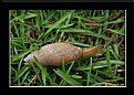 Picture Title - "Snail Speed"