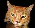 Picture Title - Freckled Feline