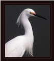 Picture Title - EGRET....