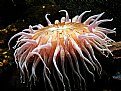 Picture Title - pink anemone