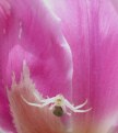 Picture Title - my tulip picture