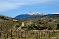 Picture Title - Way through vineyards