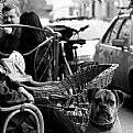 Picture Title - Street Cafe Plus Dog