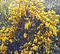 Picture Title - Bicolored Broom Flowers