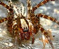Picture Title - Funnel Weaver Spider