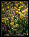 Picture Title - ..field of tulips..