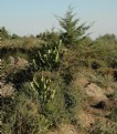 Picture Title - Addis Cactus