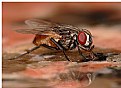 Picture Title - Macro fly