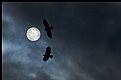Picture Title - Falling in love