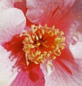 Picture Title - The Heart of a Hibiscus