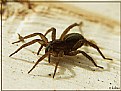 Picture Title - Spider