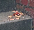 Picture Title - Autumn in Banyule #9