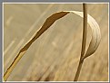 Picture Title - A leaf of reed-bed