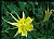 Columbine (Aquilegia flavescens S Wats) - 2006