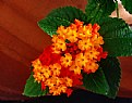 Picture Title - Potted Lantana - 2006
