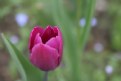 Picture Title - Another tulip