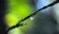 Picture Title -  a drop of water