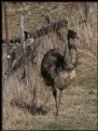 Picture Title - How'd that Emu get in here?