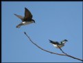 Picture Title - Tree Swallows